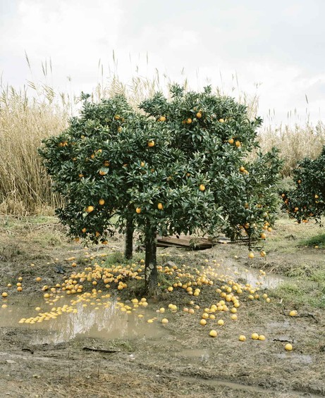 Eva Leitolf: PfE0482-IT-270110 Orange Grove, Rosarno, Italy