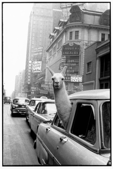 Inge Morath: A Llama in Time Square, New York, USA, 1957
