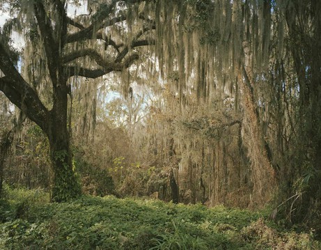 Andréas Lang: Jungle USA