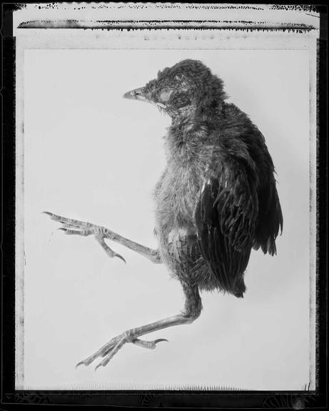 Klaus Mellenthin: Bird