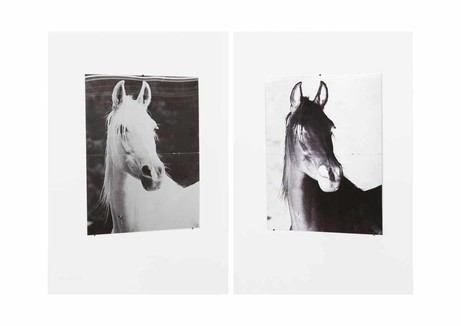 Tanja Koljonen: Horses East, Horses West