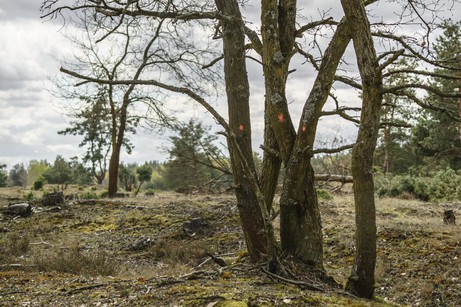 Jürgen Hurst: Terrain vague #10