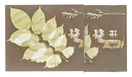 Kate Robertson: HONDO (iri poto pokong / diarrhoea with blood