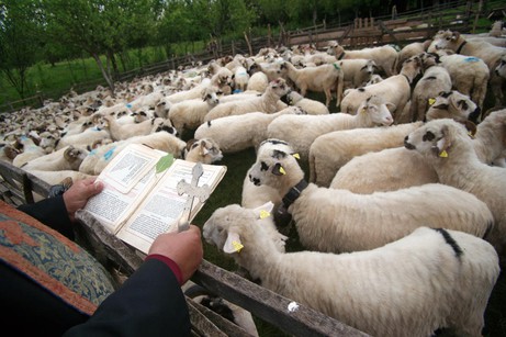 Remus Țiplea: Blessing of  Sheep