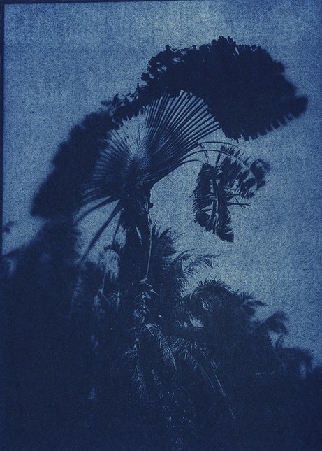 Douglas Mandry: Ravenala