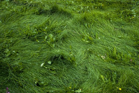 Anja Teske: Neighbour`s garden