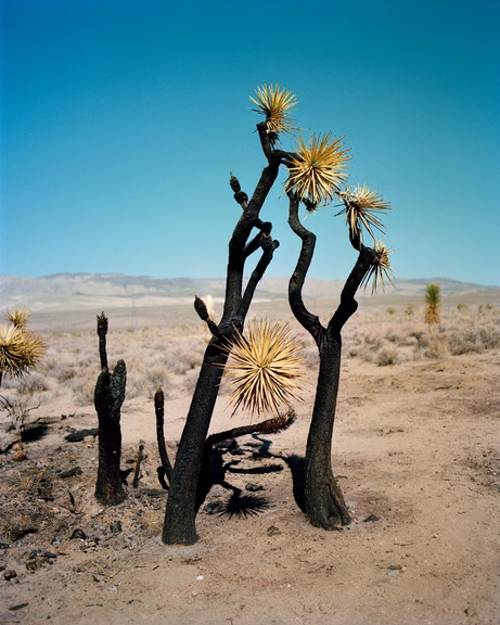Gregory Halpern: o.T. | untitled