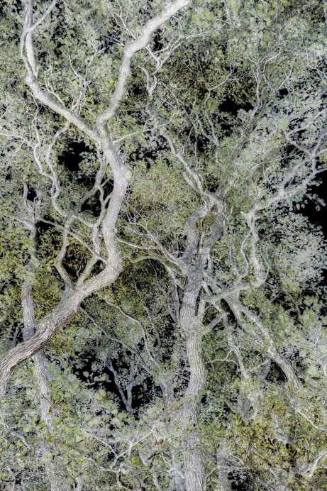 Santeri Tuori: Forest #28