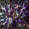 Christian Thompson: Being Human Human Being, Christian Thompson, 2022, 2022, aus der Serie Flower Walls, c-type print on Hahnemühle PhotoRag Metallic, 240 x 240 cm © Christian Thompson 2022